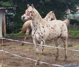 3 ans HONGRE APPALOOSA 