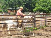 3 ans HONGRE APPALOOSA 