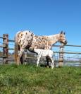 3 ans HONGRE APPALOOSA 