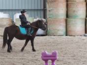 Poney d'instruction de 9 ans