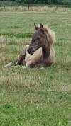 Pouliche rocky mountain horse 