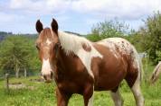 Poulain hongre de 1 an croisé paint