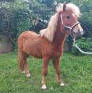 Poney à vendre