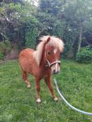 Poney à vendre