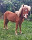 Poney à vendre