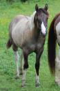 Magnifique Pouliche Smocky Grullo Homozygote Tobiano 