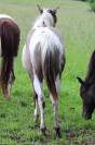 Magnifique Pouliche Smocky Grullo Homozygote Tobiano 