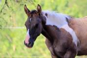 Magnifique Pouliche Smocky Grullo Homozygote Tobiano 