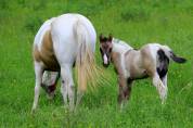 Magnifique Pouliche Smocky Grullo Homozygote Tobiano 