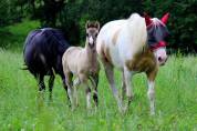 Magnifique Pouliche Smocky Grullo Homozygote Tobiano 