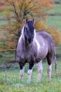 Magnifique Pouliche Smocky Grullo Homozygote Tobiano 