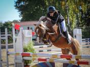 Etalon welsh pony - performeur - IPO138