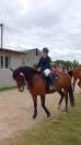 Jeune poney de sport 