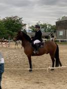 Jeune poney de sport 