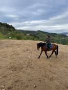 Jeune poney de sport 