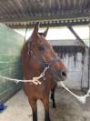 Poney PFS de 3 ans 