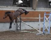 Poney PFS de 3 ans 