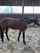 Poney PFS de 3 ans 