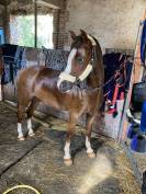 Poney à vendre 