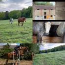 Pension chevaux domaine privé 