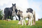 Pouliche Irish cob PP très calme. Idéal hippothérapie