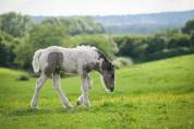 Pouliche Irish cob PP très calme. Idéal hippothérapie