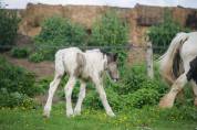 Pouliche Irish cob PP très calme. Idéal hippothérapie