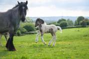 Pouliche Irish cob PP très calme. Idéal hippothérapie