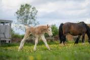 Poulain irish cob PP palomino sabino 