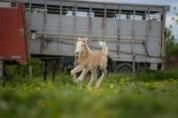 Poulain irish cob PP palomino sabino 