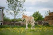 Poulain irish cob PP palomino sabino 