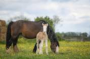 Poulain irish cob PP palomino sabino 