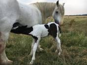 Jument irish cob PP née chez nous. Ideale tous niveaux!