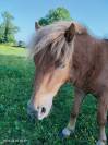 Caramel Shetland mâle entier 4 ans