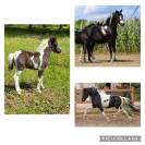 Plusieurs Chevaux miniatures ASPC AMHR disponibles 