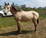 Pouliche Quarter Horse 1 an Dunskin