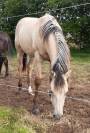 Pouliche Quarter Horse 1 an Dunskin