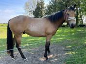 Hongre Quarter Horse 2 ans