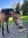 Hongre Quarter Horse 2 ans