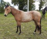 Hongre Quarter Horse 2 ans