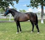 Horse for sale stallions