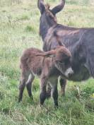 Petits anes nains , mâles et femelles disponibles 