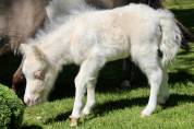 Poulain mini Shetland pleins papiers cremello tobiano