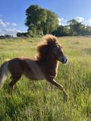 Poney shetland x welsh 1 an