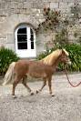 Poney shetland x welsh 1 an