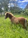 Poney shetland x welsh 1 an