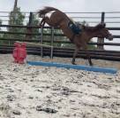 Poney de sport avec radios !