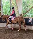 Poney de sport avec radios !