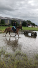 Poney de sport avec radios !