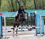 Poney D de selle Français Hongre 6 ans